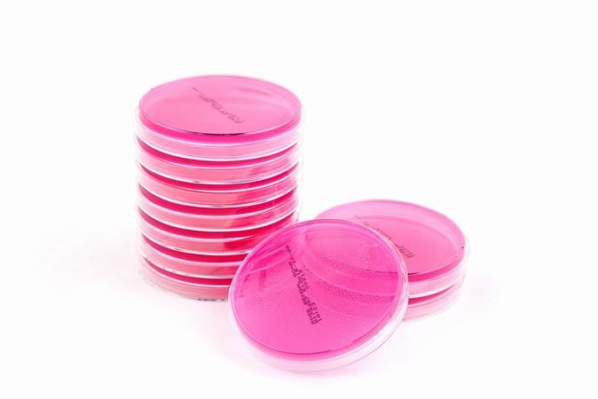 PLATE COUNT AGAR, 20 placas